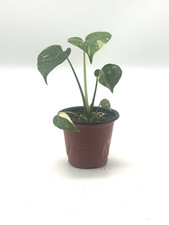 Monstera Thai Constellation 4