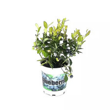 2.5 Qt. Northcountry Blueberry Live Plant with Sweet Mild Berries Wild Blueberry picture