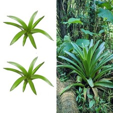 x2 Rare BARE Plants : Green Guzmania Plumieri BROMELIAD Tropical air plants rain picture