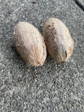One Seed White Mango Wani Bali Mangifera Caesia For Planting picture