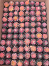 5PCS Gymnocalycium ragonesei pink cactus Succulent Plant Home Garden 3-5cm picture