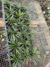 dwarf mondo grass 18pc picture