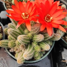 Peanut Cactus Echinopsis Chamaecereus Succulent 2”pot picture