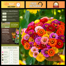 California Giant Zinnia Seeds - Heirloom Flower Seeds, 1/4 lb for 2026 Garden picture