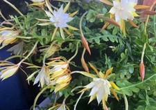 Epiphyllum collection 