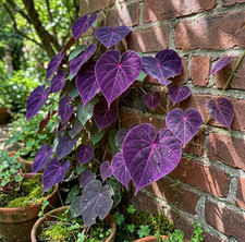 20 Purple Heart Beautiful rare seeds for your garden or yard colorful flowers picture