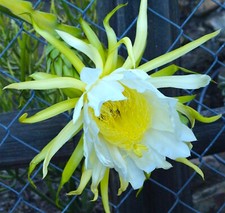 3 American Beauty Dragon Fruit Fresh Cuttings 8 -10 inch long self pollinating picture