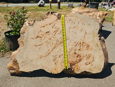 Live Edge Port Orford White Cedar Round Slab  picture