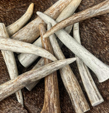 10 PACK - Premium * A * GRADE  Deer Antler Crafting Tips  S,M,L,XL - NOT CHEWS picture