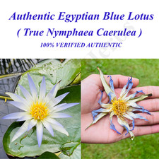 Blue Lotus Flower Dried Organic Egyptian Tea Nymphaea Caerulea 100% Authentic picture