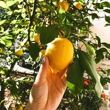 Improved Meyer Lemon Tree (CA) Live Plant Potted Fruit Garden Home Orchard picture