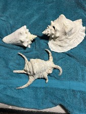 Lot of 3 large Conch Shells /Queen Conch/ Spider Conch/ Horned Conch HUGE 8 inch picture