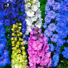 Delphinium Rocket Larkspur Imperial Seed Mix.   picture