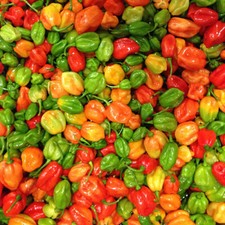 Aji Dulce Pepper Seeds | Mild Heat | Heirloom / Non-GMO |  | 1016 picture