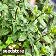 Peppermint Seeds | Heirloom / Non-GMO |  | Herb Seeds | 1169 picture