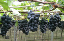 50Pcs Grape Seeds (Vitis vinifera) var. Kyoho Grapes Original picture