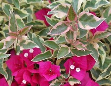 Bougainvillea - 'Raspberry Ice' picture
