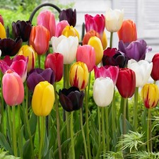 Garden State Bulb Bright Sunshine Mix Single Late Tulip Flower Bulbs, 12/+ cm picture