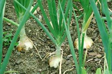 Walla Walla Sweet Onion Seeds, NON-GMO, Northern Onion, Overwintering,  picture