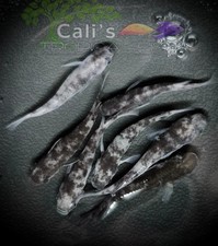 4+1 (FREE) Wazumi Black and White - Freshwater Medaka -Rice Fish -  picture
