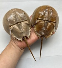 1PC Dried Molted Horseshoe Crab Shells - 7