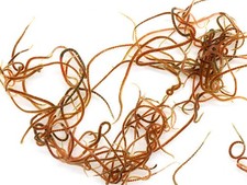 Live Blackworms (Lumbriculus variegatus) - FREE 1 Day Shipping picture