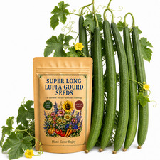 30 Super Long Luffa Gourd Seeds - Vegetable Garden for Home Planting Outdoor picture