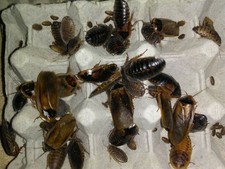 Dubia Roach Breeder Starter Colony (40 Females/10 Males) +30 mix sizes LAG picture