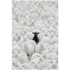 Black Sheep Among White Sheep Poster picture