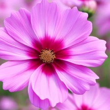 Gloria Cosmos Seeds | Non-GMO |  | Seed Store | 1224 picture