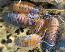 10ct P.Scaber “Lava” Isopod picture