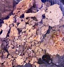 SAF~ 10 Lbs of Live Rock, Purple Coraline Algae, Marine Saltwater Aquarium Reef picture