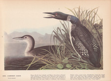 Audubon 1942 Vintage Birds #306 