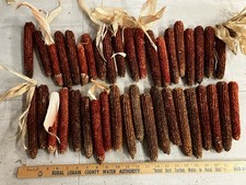 Primitive Hang Dried Red Corn Cobs Rustic Primitive Lot Of 40 picture