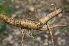 FRESH Poke Weed Root  Wild  American Common Pokeweed Herbal Tincture cheap pound picture
