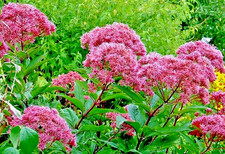 JOE PYE WEED 1001 SEEDS BONSET, EUPATORIUM PURPUREUM, TALL WILDFLOWER, BULK picture