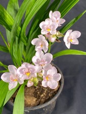 Spathoglottis Ballerina,  Rooted Terrestrial Orchid Plant Shipped in 3