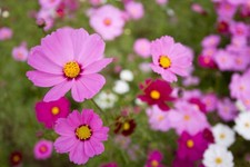 200 GLORIA COSMOS SEEDS | 2026 SALE  NON GMO picture