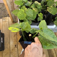 One LSU Tiger Fig Tree YOUNG  picture