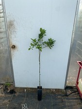 FLORIDA ADDRESSES ONLY Valencia Orange Tree Live Grafted Citrus Plant [3-4 FT] picture
