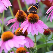 Purple Coneflower Seeds | Non-GMO |  | Seed Store | 1259 picture