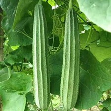 10+Ridged Sponge Gourd Seeds Chinese Okra Angled Luffa Gourd Big Flesh Sigua USA picture