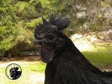 10+2 SVART HONA Fertile Hatching Eggs Extraordinary Rare Breed Cold Hardy picture