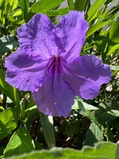 12 Purple Mexican Petunia Cuttings - Freshly Cut - No roots - Fast Shipping picture
