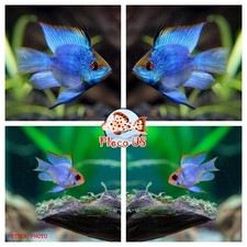 1 Trio - Cichlid Rams Short Body - Electric Blue Ram Cichlid - RARE FISH picture