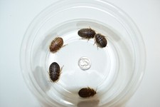 Reptile Feeder Bugs: 50 - 200 Large Dubia Roaches picture