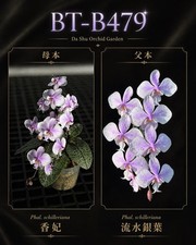 Phalaenopsis schilleriana (香妃 x 流水银叶) picture
