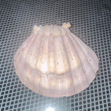 Large Natural Pink & White Scallop Shell Collectible Sea Shell picture