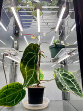 Fabrikor Tall Acrylic Shelves - 3/8
