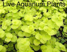 *BUY 2 GET 1 FREE* Golden Lloydiella Creeping Jenny Lysimachia nummularia Aurea✅ picture